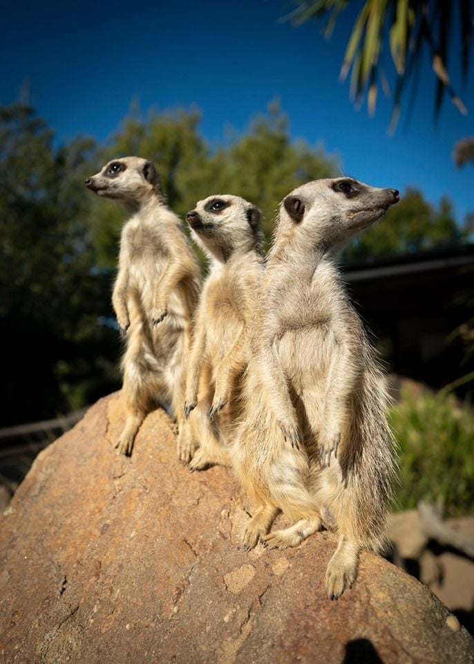 Symbio Wildlife Park - Thursday 15th October, 2020 Image -5f8d00a554a7d